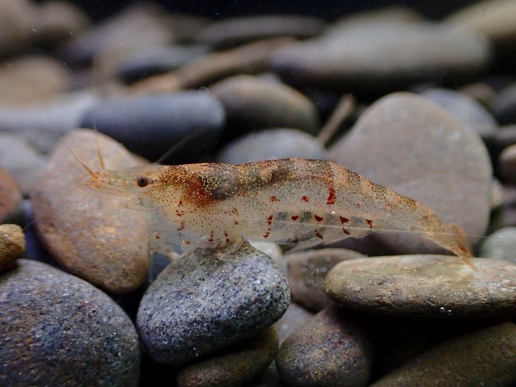 凱達格蘭新米蝦