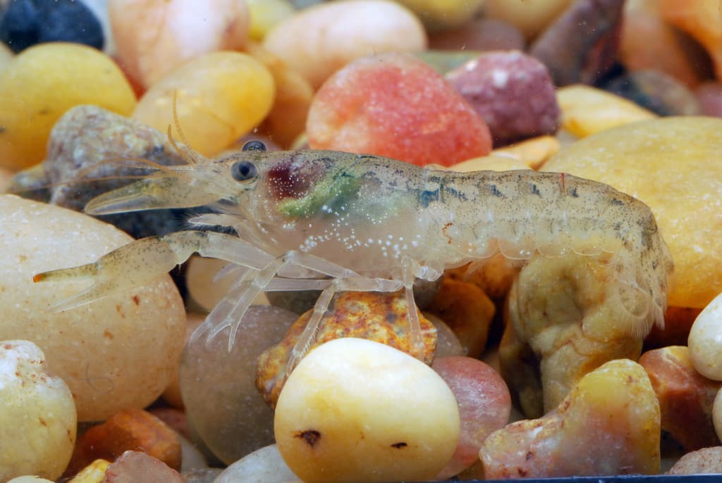 特薩努侏儒螯蝦