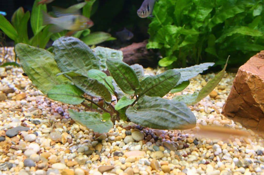 Cryptocoryne bullosa