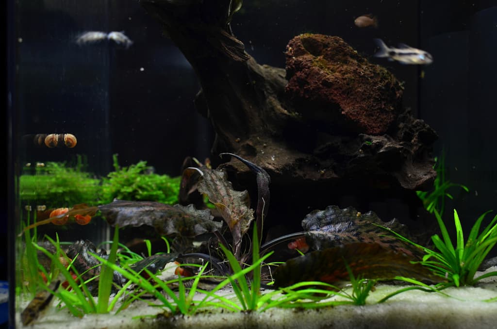 火焰虎斑椒草闊葉型