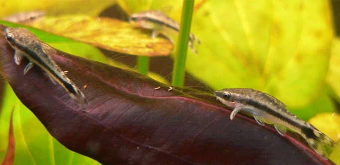 Otocinclus