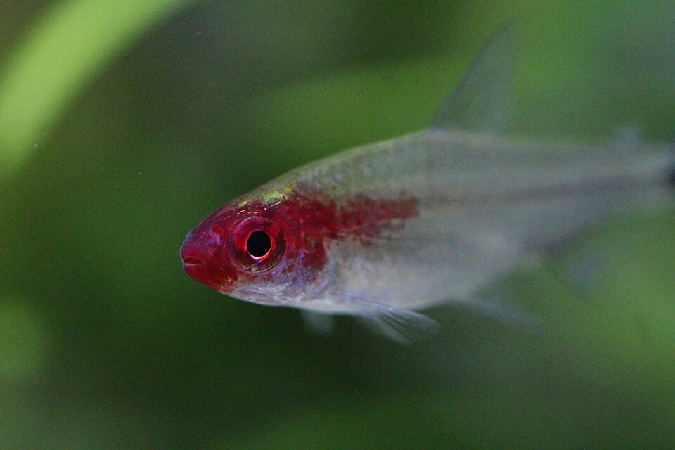 Rummy Nose Tetra